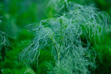 Bahçede rezene (Foeniculum vulgare) yetişiyor