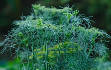 Bahçede rezene (Foeniculum vulgare) yetişiyor