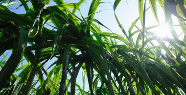 Şeker kamışı ekinleri tarlada yetişir