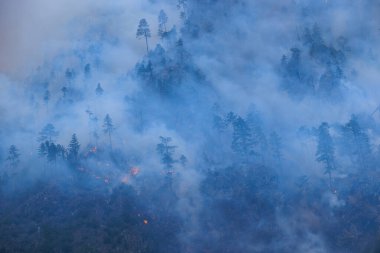 Orman yangınları ve ağaçların tahribatı