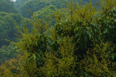 Baharda çiçekli Lychee ağacı