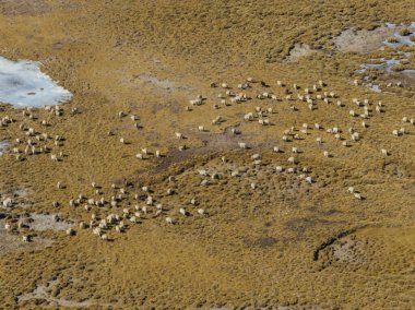 Tibet Çin 'de koyun otlağı