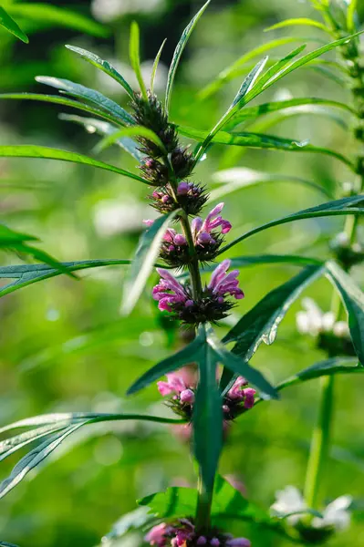 Leonurus sibiricus çiçekleri bahar bahçesinde