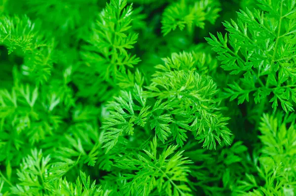 Tarlada yeşil havuç mahsulü