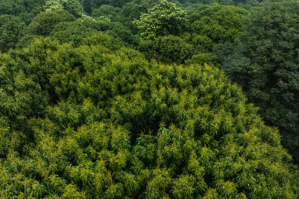 Baharda çiçekli Lychee ağacı