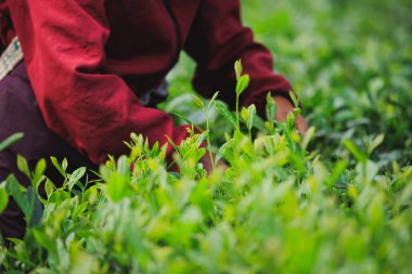 Bahar çay çiftliği dağlarında yeşil çay yaprakları toplayan kadın çiftçi