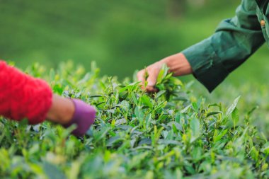 Baharda çay çiftliği dağlarında yeşil çay yaprakları toplayan yaşlı Çinli çiftçi.