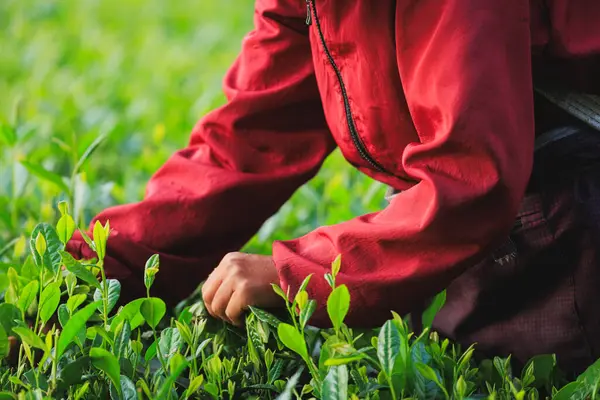Bahar çay çiftliği dağlarında yeşil çay yaprakları toplayan kadın çiftçi