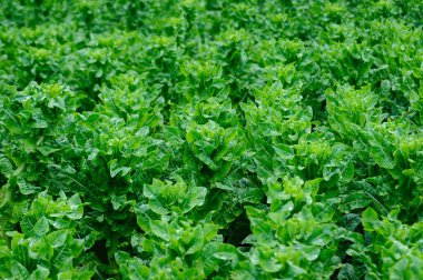 Bahçede yeşil salata ekinleri