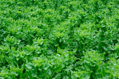 Bahçede yeşil salata ekinleri