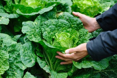 İnsanlar bahçede yeşil Çin lahanası topluyor.