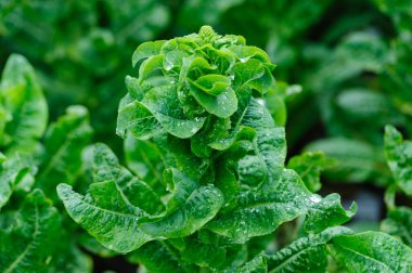 Bahçede yeşil salata ekinleri