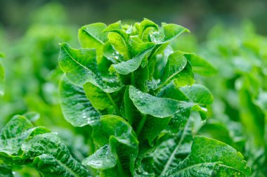 Bahçede yeşil salata ekinleri