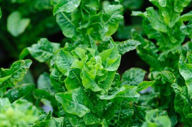 Bahçede yeşil salata ekinleri