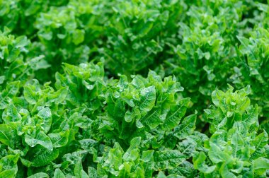 Bahçede yeşil salata ekinleri