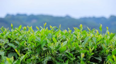 Bahar dağlarında yeşil çay ağaçları