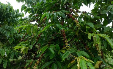 kahve çekirdekleri ağaç büyümek