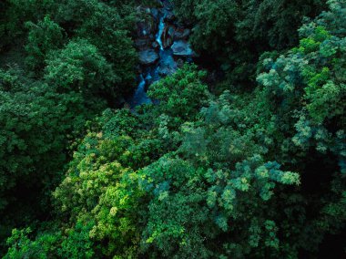 Yazın tropikal ormanın havadan görünüşü