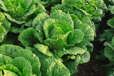 Tarlada yetişen yemyeşil lahana bitkileri