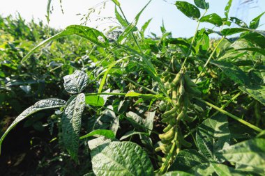 Yeşil soya fasulye bitkilerde büyüme alanı at