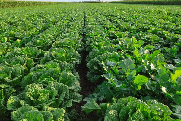 alan büyüyen Çin lahanası bitkileri