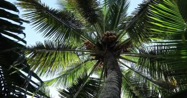  Mavi gökyüzü arka planında gündüz vakti palmiye ağaçları 