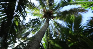  Mavi gökyüzü arka planında gündüz vakti palmiye ağaçları 