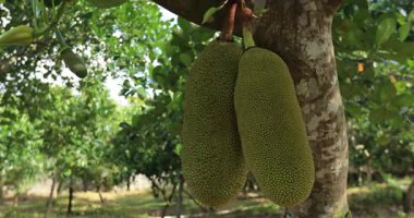 Yeşil meyveler Jack meyve ağacında yetişir.