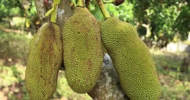 Yeşil meyveler Jack meyve ağacında yetişir.