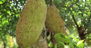 Yeşil meyveler Jack meyve ağacında yetişir.