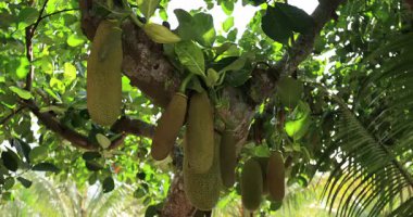 Yeşil meyveler Jack meyve ağacında yetişir.