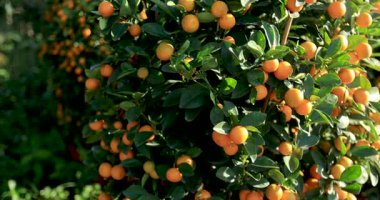 Bahçede yetişen Mandarinler, taze mandalinalı Çin Yeni Yılı konsepti