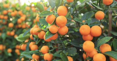 Bahçede yetişen Mandarinler, taze mandalinalı Çin Yeni Yılı konsepti