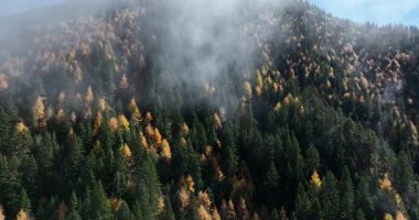 Güzel dağ ormanlarının gündüz manzarası 