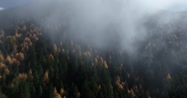 Güzel dağ ormanlarının gündüz manzarası 