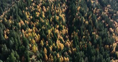 Güzel dağ ormanlarının gündüz manzarası 