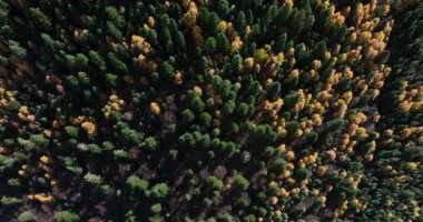 Güzel dağ ormanlarının gündüz manzarası 