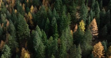 Güzel dağ ormanlarının gündüz manzarası 