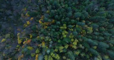 Güzel dağ ormanlarının gündüz manzarası 