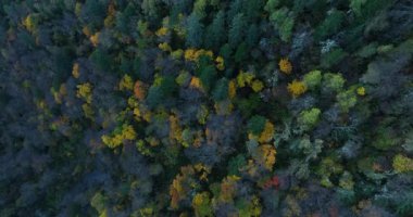 Güzel dağ ormanlarının gündüz manzarası 