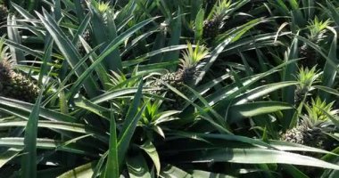 Bahçedeki ağaçlarda büyüyen ananaslar, tarım. 