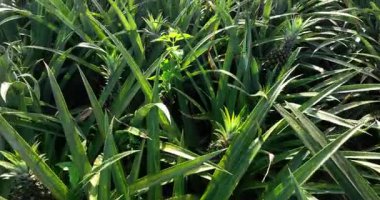 Bahçedeki ağaçlarda büyüyen ananaslar, tarım. 