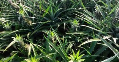 Bahçedeki ağaçlarda büyüyen ananaslar, tarım. 