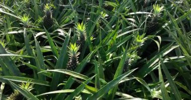 Bahçedeki ağaçlarda büyüyen ananaslar, tarım. 