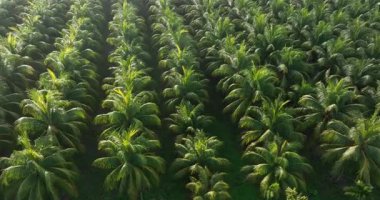 Hindistan cevizi palmiyelerinin gündüz vakti gökyüzü görüntüsü 