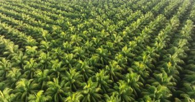 Hindistan cevizi palmiyelerinin gündüz vakti gökyüzü görüntüsü 