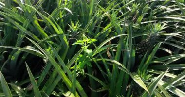 Bahçedeki ağaçlarda büyüyen ananaslar, tarım. 