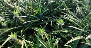 Bahçedeki ağaçlarda büyüyen ananaslar, tarım. 