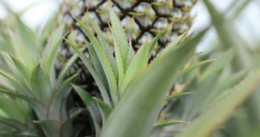 Bahçedeki ağaçta büyüyen ananas, yaklaş.