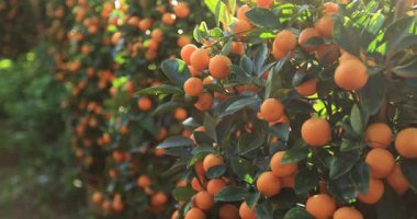 Bahçede yetişen Mandarinler, taze mandalinalı Çin Yeni Yılı konsepti